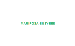 MARIPOSA BUSY BEE